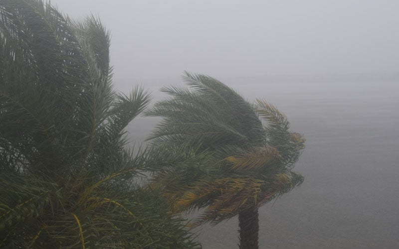 palm trees hurricane