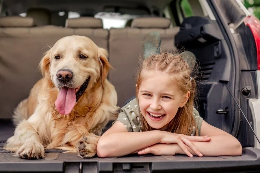 Avoiding Costly Legal Battles Later On by Addressing Pets in A Prenuptial Agreement