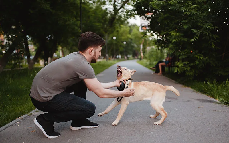 Key Defense Strategies For Insurers Covering Dog Bite Claims In Florida