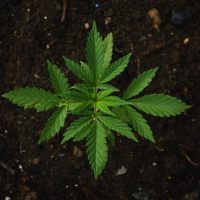 FL.Medicial.Marijuana FL.Medicial.Marijuana